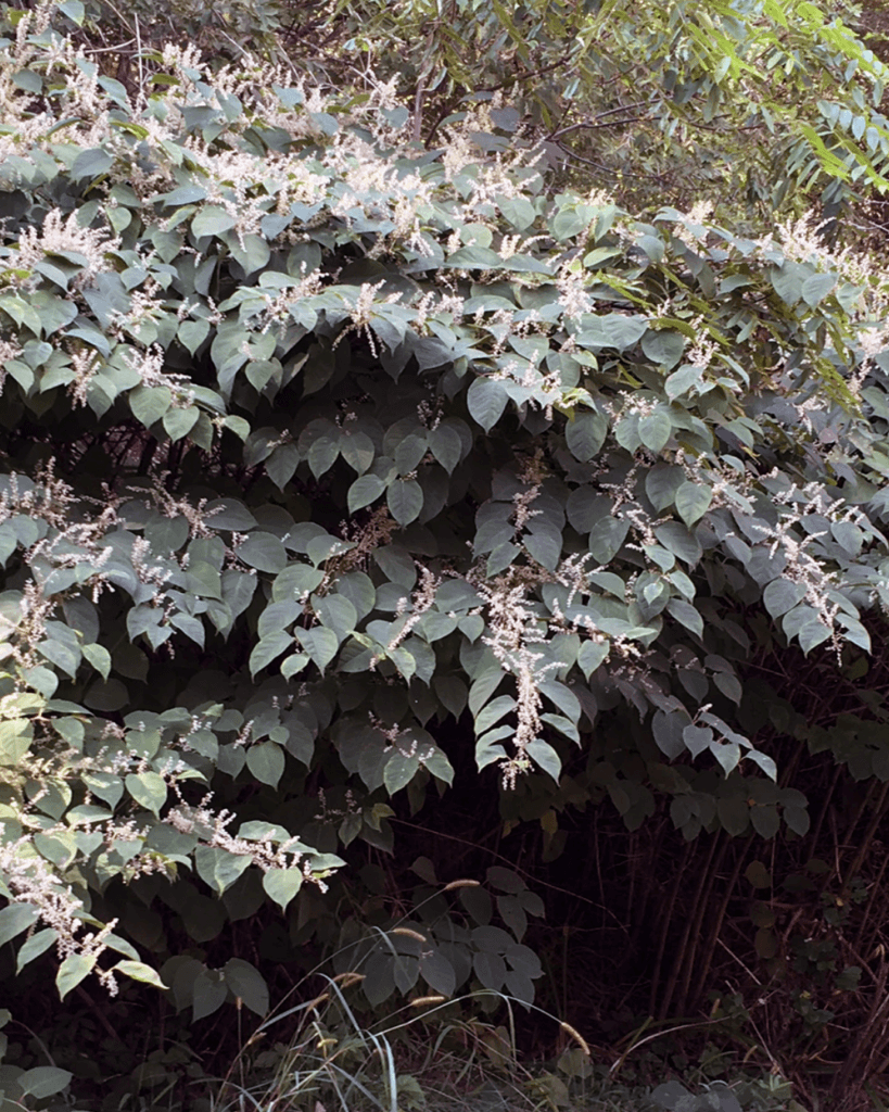 Knotweed is an aggressive spreader that is notoriously difficult to remove