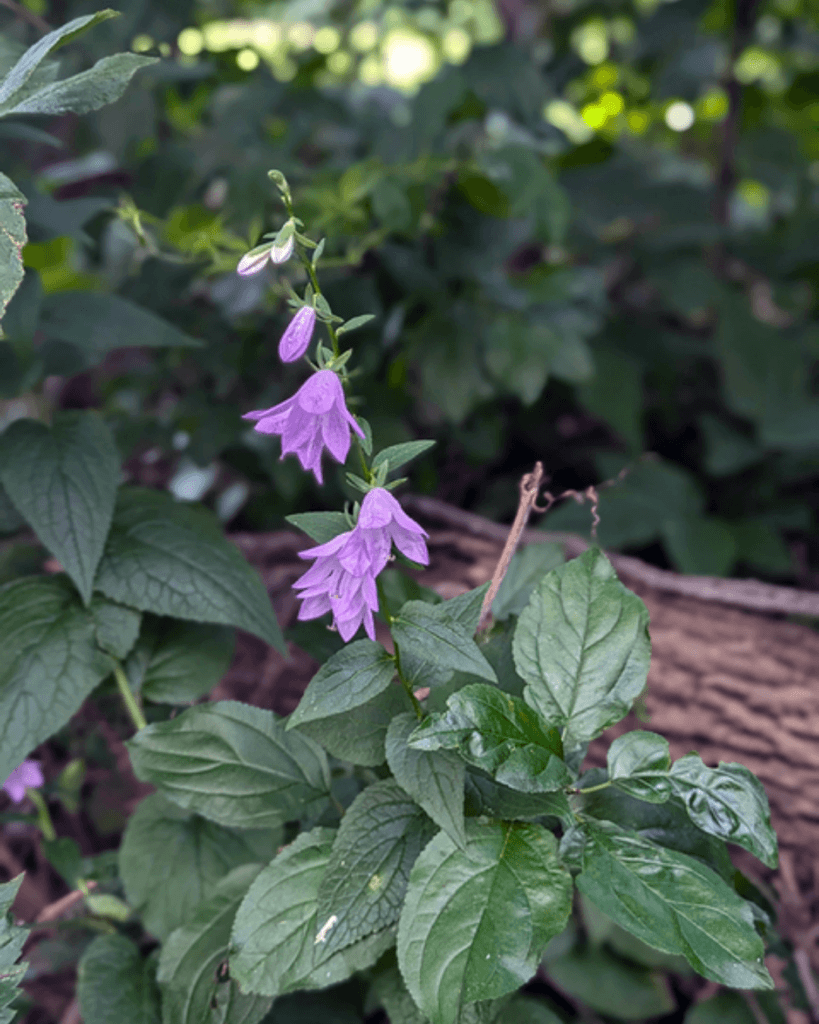 Creeping bellflower finds its way into urban settings and spreads without homeowner control