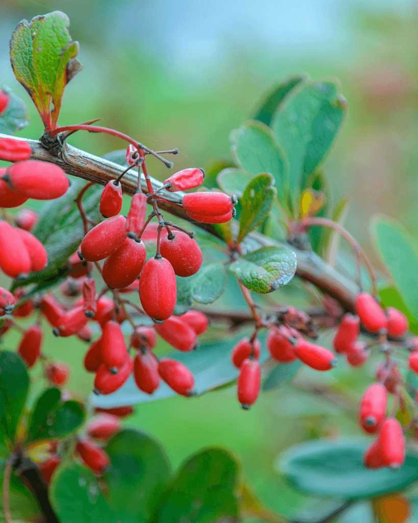 New on the scene, Japanese barberry has spread from cultivated homes to crowd out wild spaces