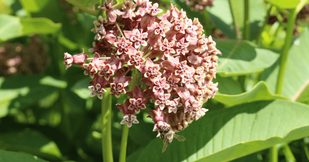 Common milkweed in full bloom midsummer