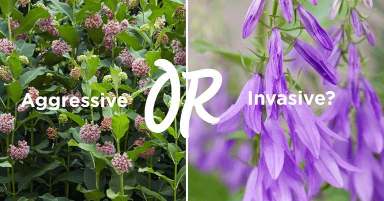 Aggressive or invasive? Common milkweed is native but a spreader, while creeping bellflower should be exterminated wherever it's found